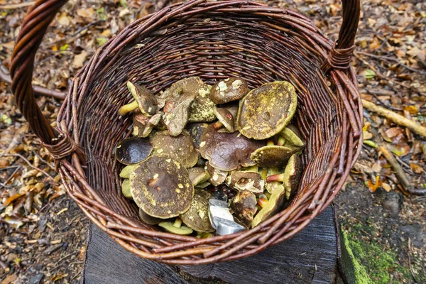 Traditional Mushroom Picking Forests Czech Republic — Stock Fotó