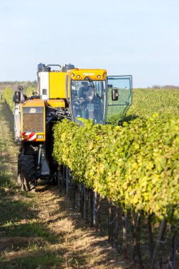 Aşağı Avusturya 'da şarap hasadı