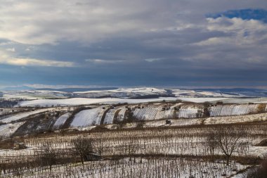 Mutenice yakınlarındaki kış üzüm bağı, Güney Moravya, Çek Cumhuriyeti