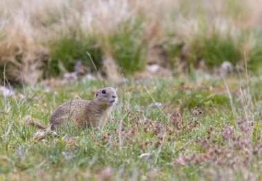 Köy sincabı kolonisi, ulusal doğal eserler Radouc, Mlada Boleslav, Çek Cumhuriyeti