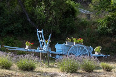 Provence, Fransa 'da lavantalı mavi ahşap araba