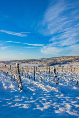 Hnanice yakınlarındaki manzara, NP Podyji, Güney Moravya, Çek Cumhuriyeti