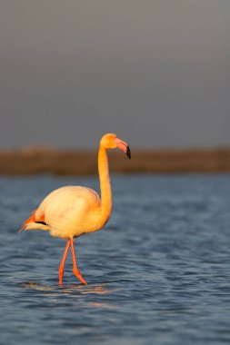 Flamingo in Parc Naturel bölgesel de Camargue, Provence, Fransa