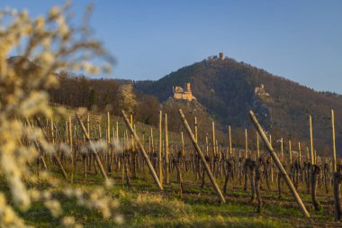 Chateau de Saint-Ulrich harabeleri, Chateau du Girsberg harabeleri ve Ribeauville yakınlarında Chateau du Haut-Ribeaupierre, Alsace, Fransa