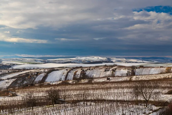 チェコ共和国南モラヴィアのムテニス近くの冬のブドウ園 — ストック写真