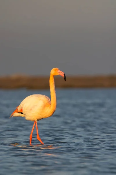 Flamingo Parc Naturel Regional Camargue Provence France — Stock Photo, Image