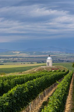 Velke Bilovice yakınlarındaki üzüm bağı, Güney Moravya, Çek Cumhuriyeti