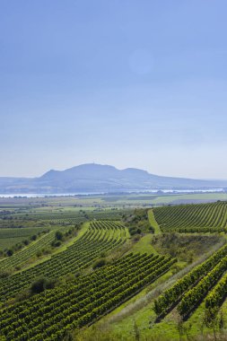 Palava altındaki üzüm bağları, Güney Moravya, Çek Cumhuriyeti