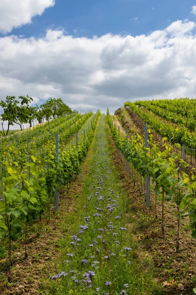 チェコ共和国南モラヴィアのケジコヴィツェ近くにあるブドウ畑 — ストック写真