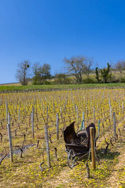 Vårvingårder Nær Beaune Burgundy Frankrike – stockfoto