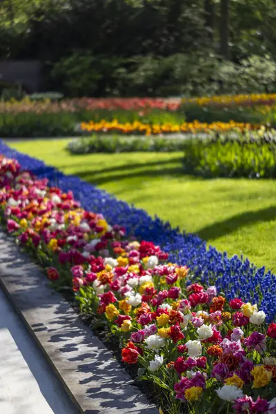 Keukenhof flower garden - largest tulip park in world, Lisse, Netherlands