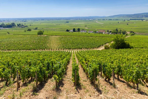 Vignobles Typiques Près Aloxe Corton Côte Nuits Bourgogne France — Photo