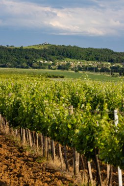 Hercegkut, UNESCO bölgesi, Great Plain, Kuzey Macaristan 'da geleneksel şarap mahzenleri (Gombos-hegyi pincesor)