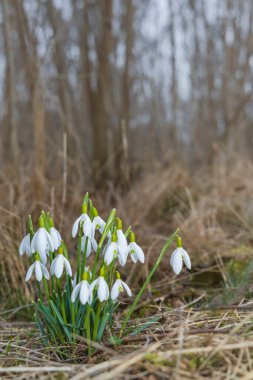Kar Damlaları, Podyji, Güney Moravya, Çek Cumhuriyeti