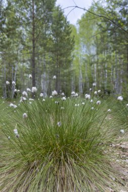 Soumarske Raseliniste yakınlarındaki kuru toz (Soumarske raseliniste), Ulus Parkı Sumava, Çek Cumhuriyeti
