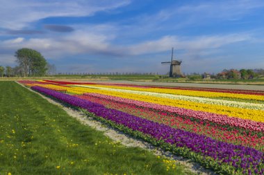 Kuzey Hollanda, Hollanda 'da lale tarlası olan yel değirmeni