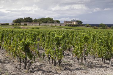 Chateau d Yquem, Sauternes, Bordeaux, Aquitaine, Fransa yakınlarındaki tipik üzüm bağları