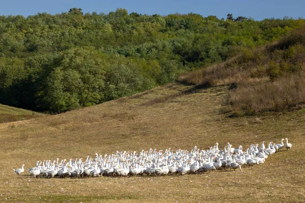Flock Geese Open Air Hungary — Stock Photo, Image
