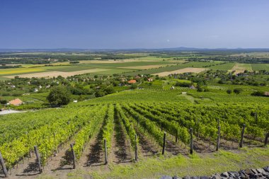 Somlo 'daki üzüm bağı (Somlyo) tepesi, Veszprem ilçesi, Macaristan