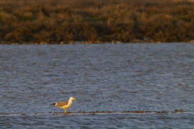 Flamingo in Parc Naturel bölgesel de Camargue, Provence, Fransa