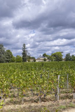 Tipik üzüm bağları (1 er Grand Cru Classe A) Chateau Cheval Blanc, Saint-Emilion, Aquitaine, Fransa
