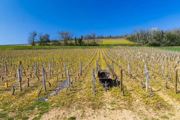 Spring Vineyards Beaune Burgundy France — Photo