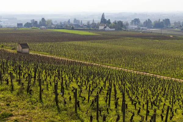 Early Spring Vineyards Aloxe Corton Burgundy France — Stock Photo, Image