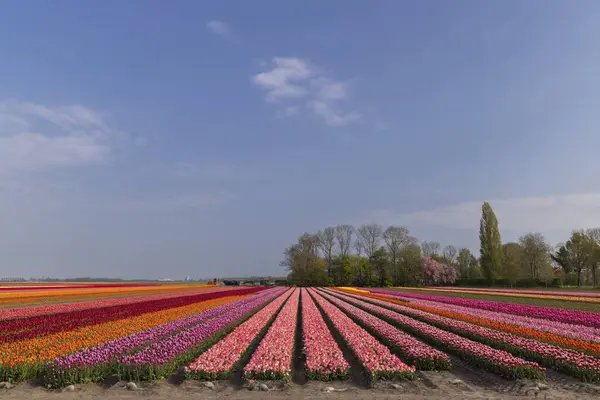 Field Tulips Lemmer Friesland Netherlands — Stockfoto