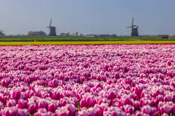 Gebied Van Tulpen Met Ondermolen Windmolen Bij Alkmaar — Stockfoto