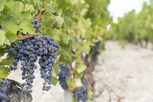 Typical Vineyards Cabernet Sauvignon Chateau Latour Bordeaux Aquitaine France — Stock Photo, Image