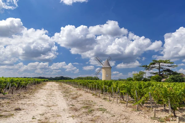Winnice Wiatrakiem Lamarque Haut Medoc Bordeaux Akwitania Francja — Zdjęcie stockowe