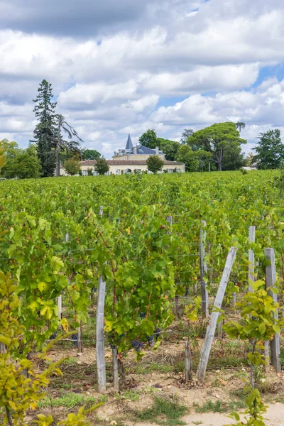 Typical Vineyards 1Er Grand Cru Classe Chateau Cheval Blanc Saint — Stock Photo, Image