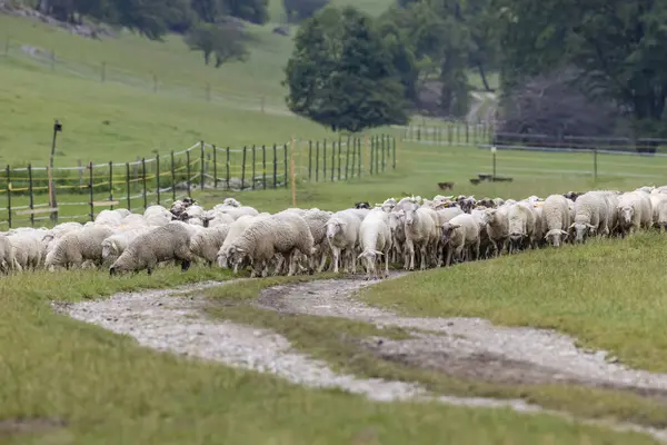 Sheep Herd National Park Muranska Planina Slovakia — Stockfoto