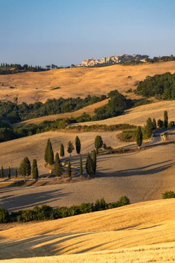 Cipressi di Monticchielo, İtalya, Montepulciano yakınlarındaki Tipik Toskana manzarası