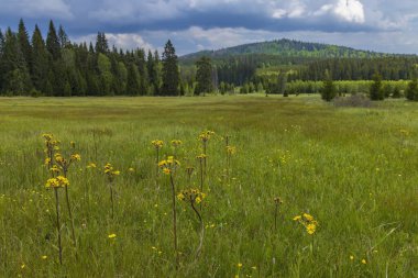 Typical spring landscape near Stozec, Nation park Sumava, Czech Republic