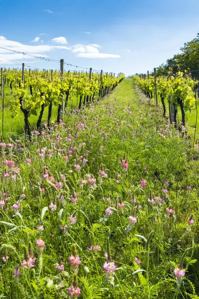 stock image floral spacing in organic vineyard, Moravia, Czech Republic