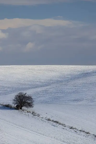 捷克共和国摩拉维亚南部斯洛伐克科有一棵孤独树的冬季风景 — 图库照片