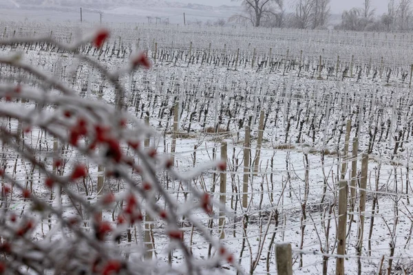 Production of ice wine, Southern Moravia, Czech Republic