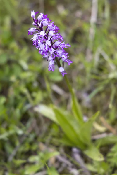 Wild Orchid White Carpathian Mountains Czech Republic — Stock Photo, Image