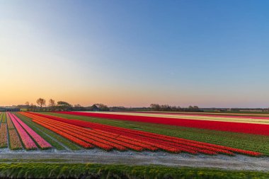 Field of tulips near Alkmaar, The Netherlands