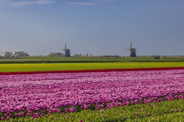 Field of tulips with Ondermolen windmill near Alkmaar, The Netherlands
