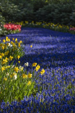 Muscari çiçekleri (Muscari armeniacum) ve Narcissus jonquilla, Keukenhof çiçek bahçesinde acele narcis, Lisse, Hollanda