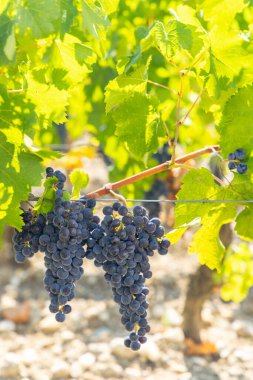 Chateau Dauzac, Margaux, Medoc, Bordeaux, Aquitaine, Fransa yakınlarında Cabernet Sauvignon olan üzüm bağları