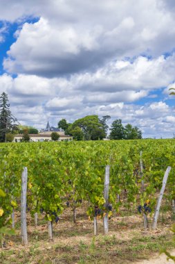 Tipik üzüm bağları (1 er Grand Cru Classe A) Chateau Cheval Blanc, Saint-Emilion, Aquitaine, Fransa