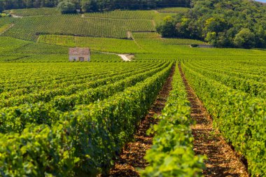 Clos de Vougeot, Cote de Nuits, Burgundy, Fransa yakınlarındaki tipik üzüm bağları