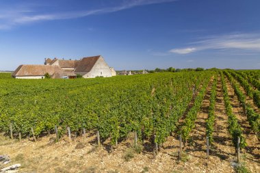 Clos de Vougeot, Cote de Nuits, Burgundy, Fransa yakınlarındaki tipik üzüm bağları