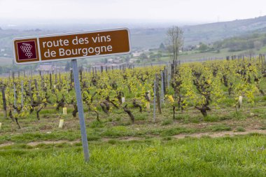 Saint-Veran ve Macon yakınlarındaki şarap yolu, Burgundy, Fransa