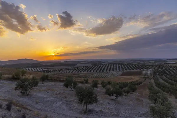 Typická Andaluská Krajina Při Západu Slunce Španělsko — Stock fotografie