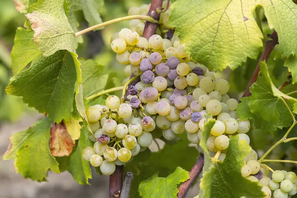 Typical Grapes Botrytis Cinerea Sweet Wines Sauternes Bordeaux Aquitaine France — Stock Photo, Image