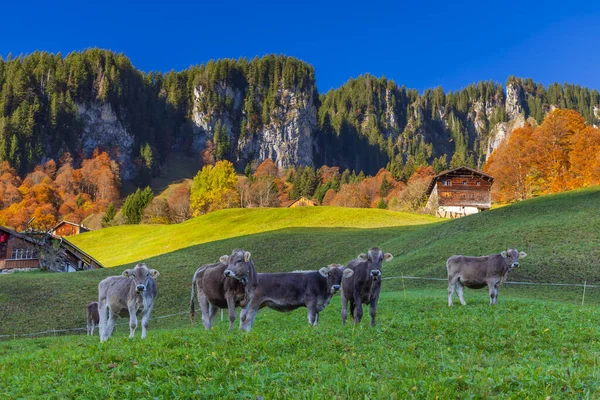 Damls yakınlarındaki tipik manzara, Bregenzer Wald, Bregenz bölgesi, Vorarlberg, Avusturya 